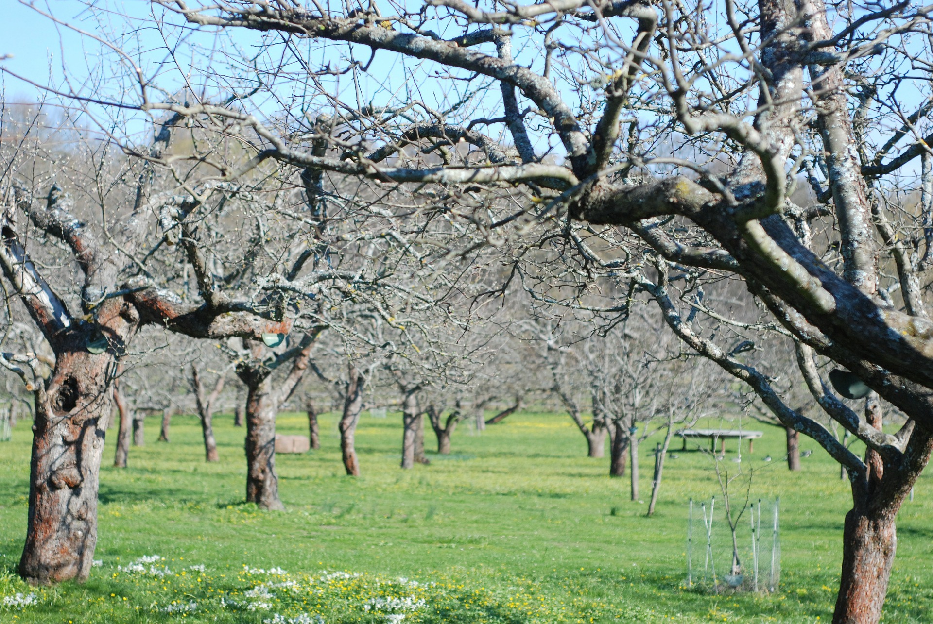 Obstbäume So haben sie es im Winter leichter GartenFlora