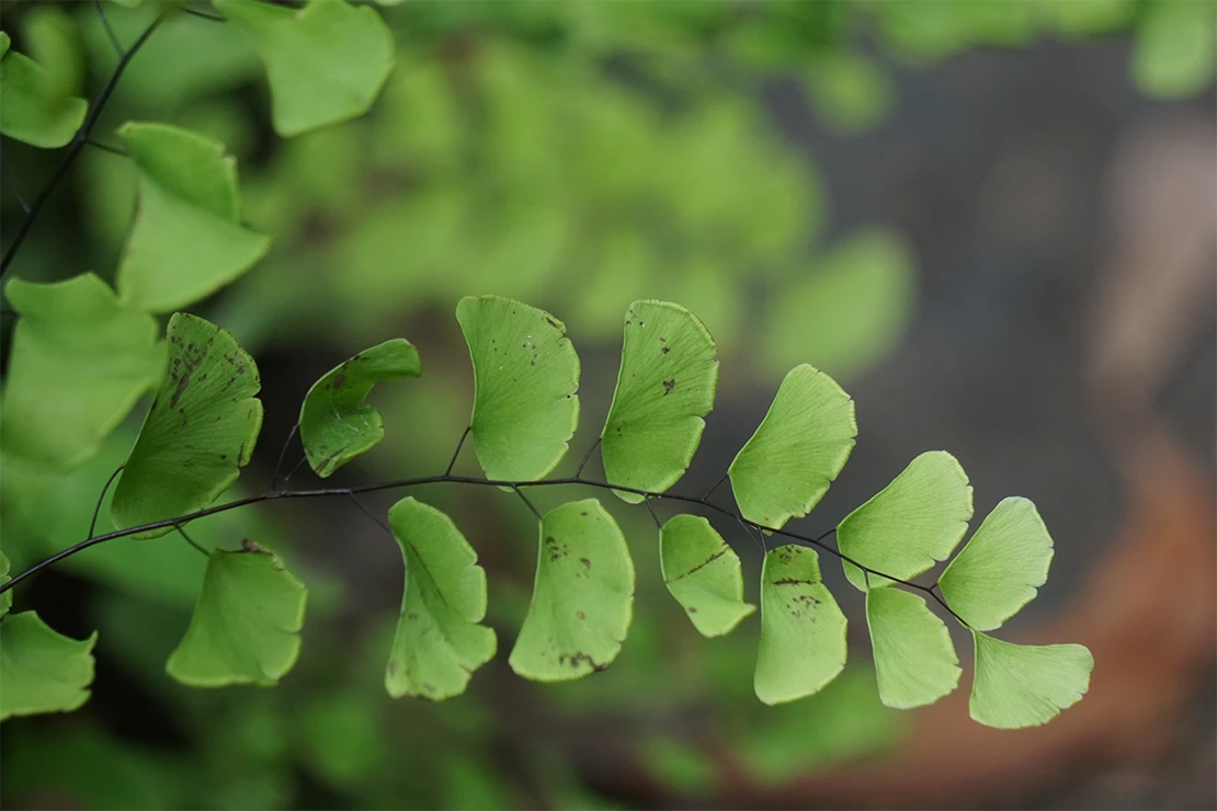 Nahaufnahme eines Frauenhaarfarn-Triebes, von oben fotografiert. Foto: AdobeStock_Mang-Kelin