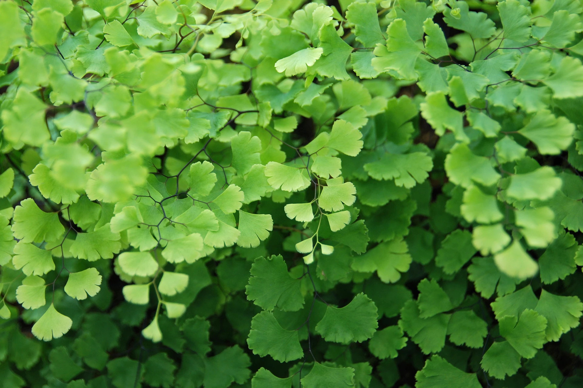 Frauenhaarfarn So pflegen Sie den Zimmerfarn GartenFlora