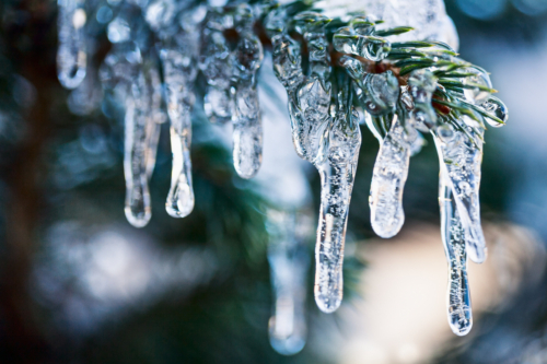 Eiszapfen an einem Tannenzweig in der Nahaufnahme. Foto: AdobeStock_Irina Fischer