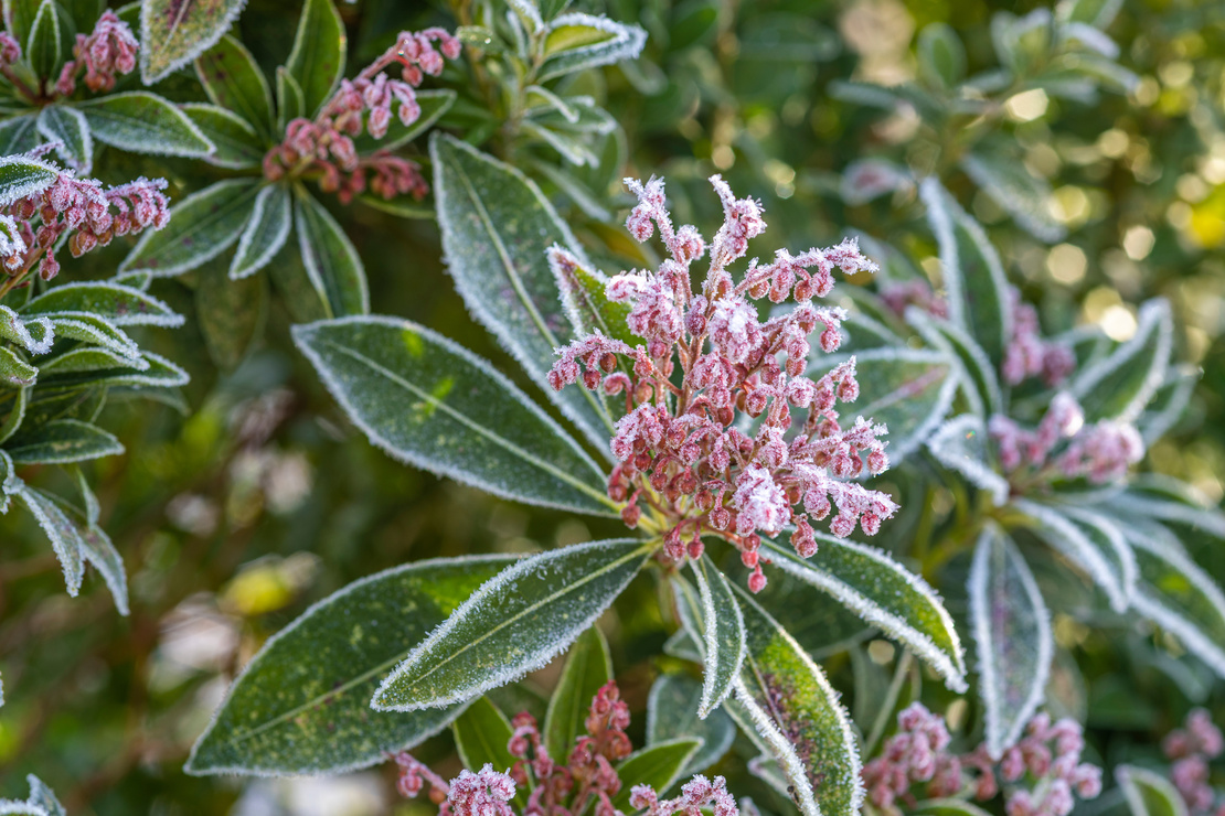 Pflanzen vor Frost schützen. Blühende Lavendelheide mit Raureif überzogen. Foto: AdobeStock_scaleworker