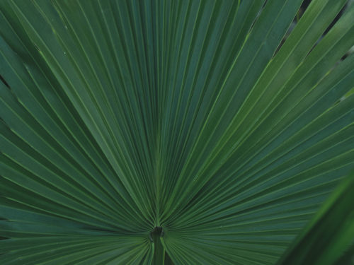 Betelpalme-Areca