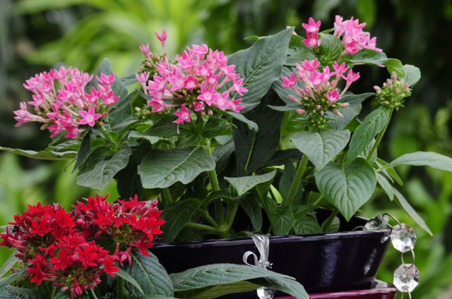 Pentas (Pentas lanceolata)