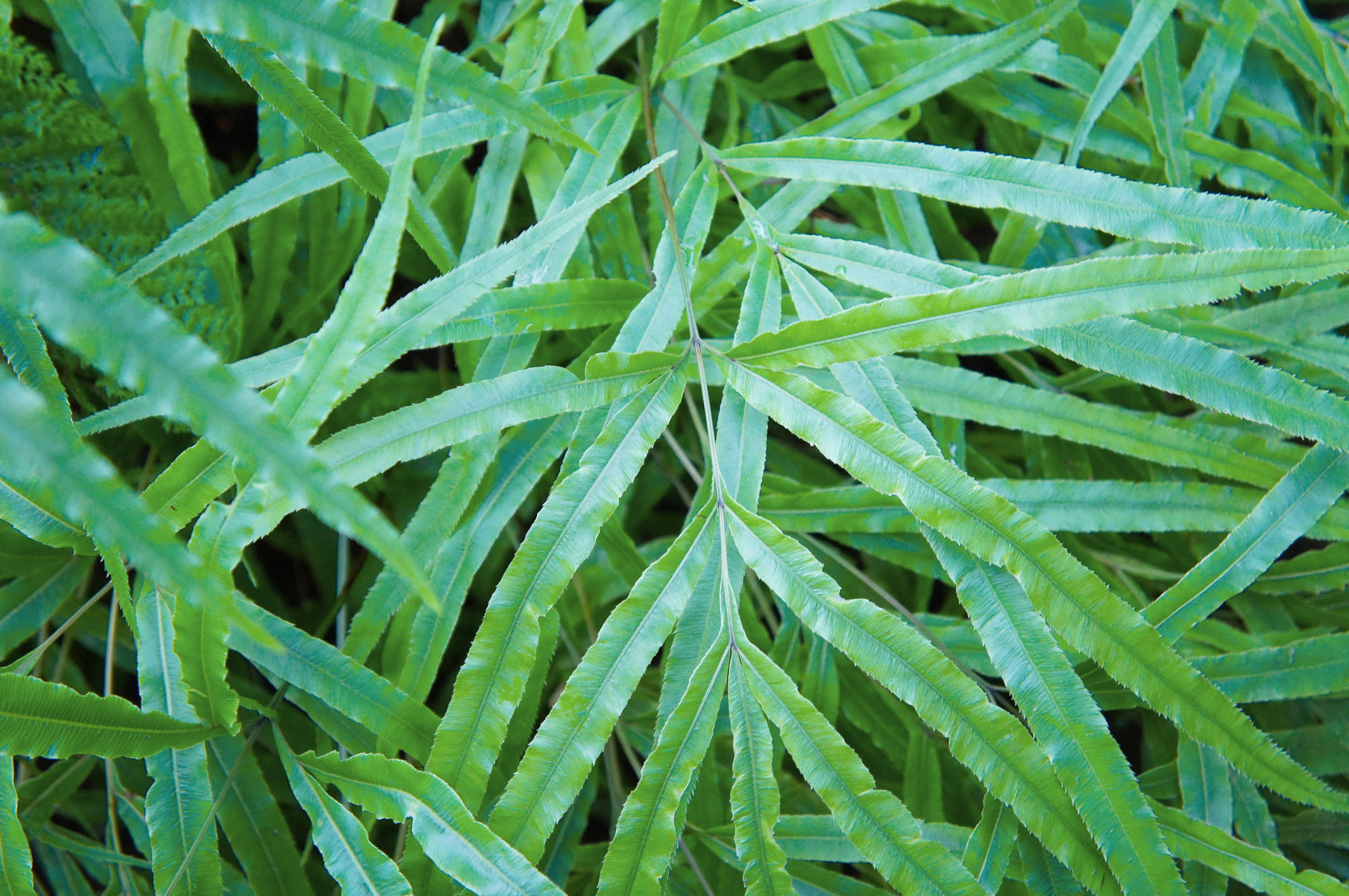 Asparagus Pflanze Teilen Zierspargel Asparagus Densiflorus Pflege Und