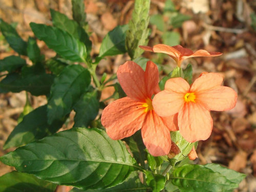 Crossandra (Crossandra infundibuliformis)
