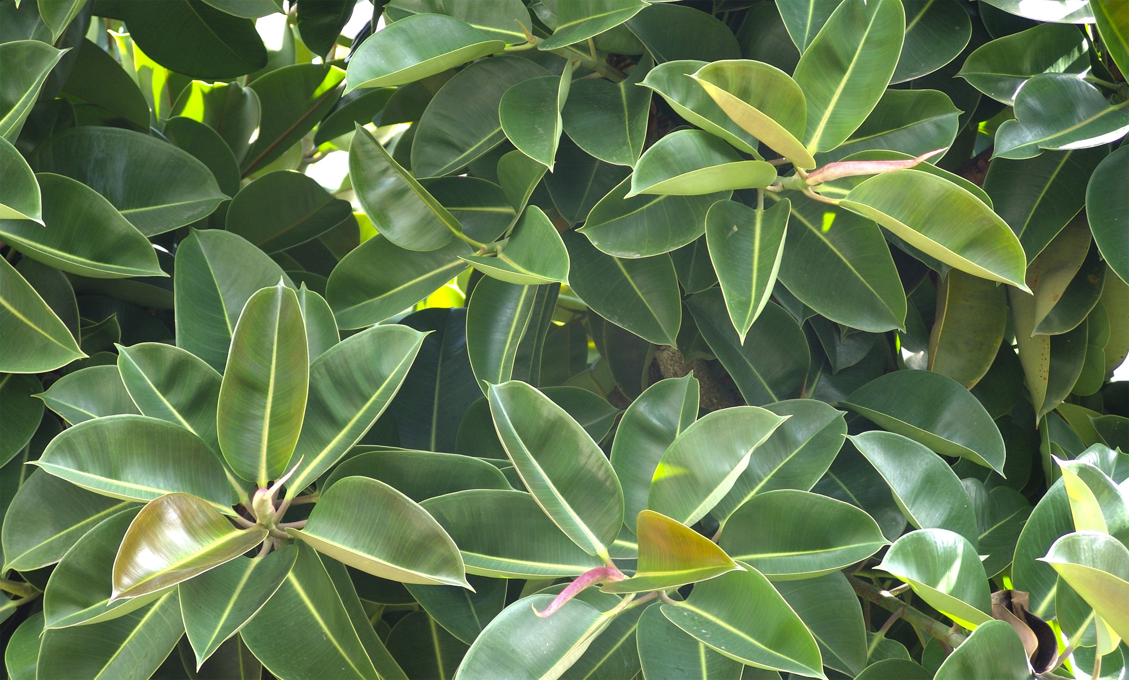 Gummibaum ein Pflanzenporträt GartenFlora