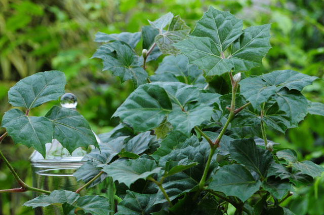 Russischer Wein im Pflanzenportrait GartenFlora