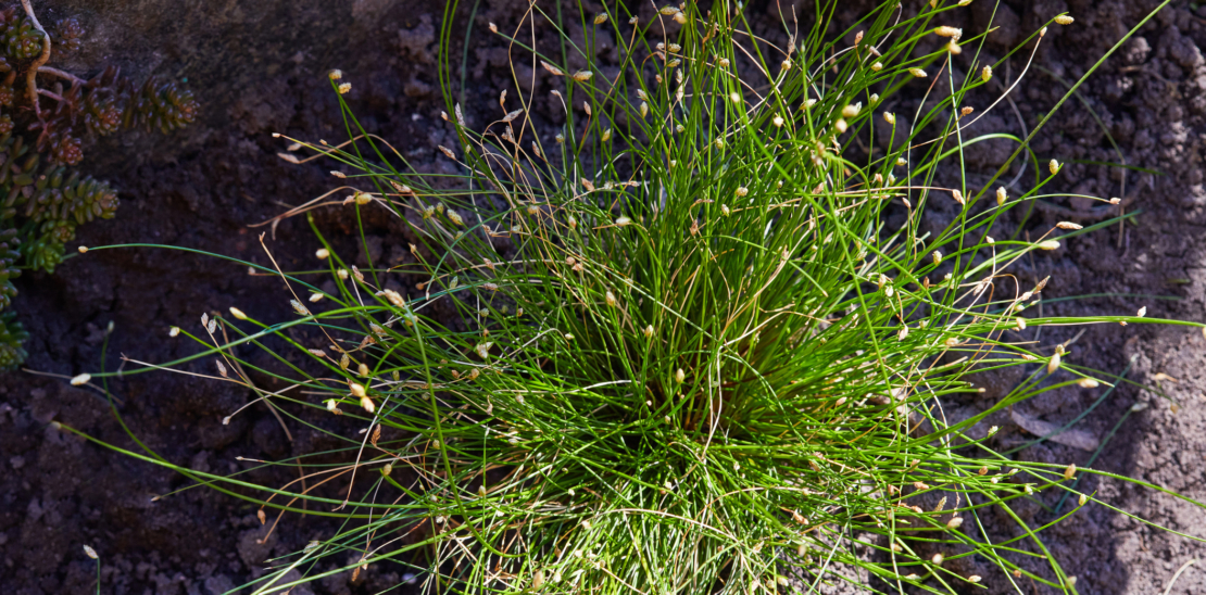Simse, Frauenhaargras Pflanzenporträt GartenFlora