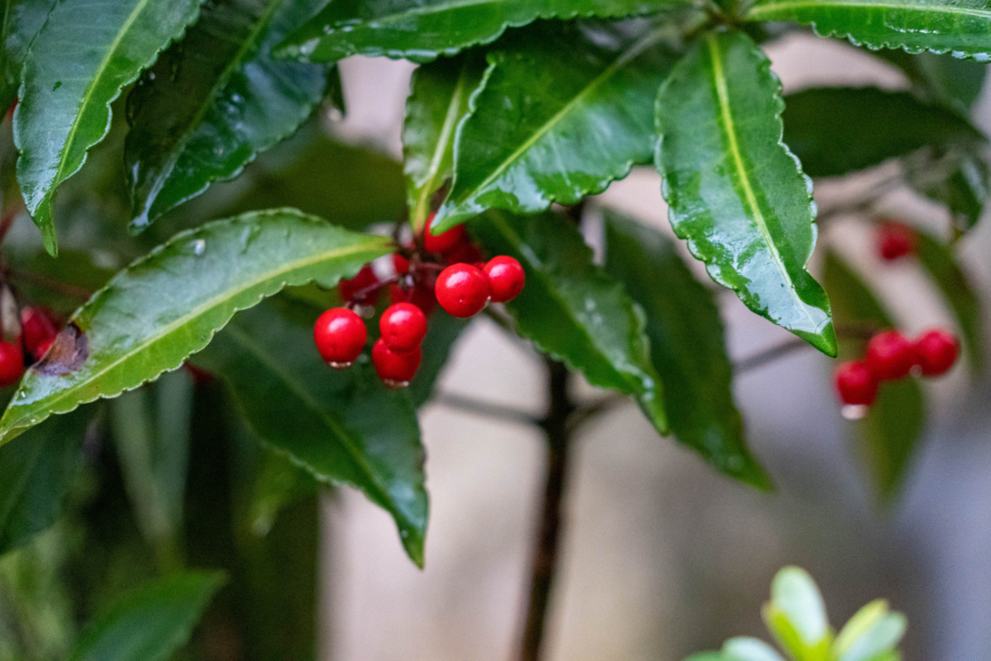 Der rote Fruchtschmuck von Ardisia crenata zeigt sich ab dem Herbst. 