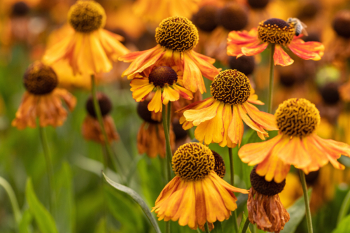 Sonnenbraut: Orangefarbene Blütenstauden. Foto: AdobeStock_Jan van der Wolf