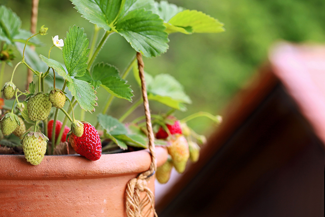 Erdbeersorten – Erdbeerpflanze in einem Terrakotta-Blumentopf mit reifenden Erdbeeren; einige Früchte sind noch grün, während andere bereits rot sind. Die Pflanze hat grüne gezackte Blätter und eine kleine weiße Blüte. Im Hintergrund ist unscharf ein Dach und grüne Vegetation zu sehen.