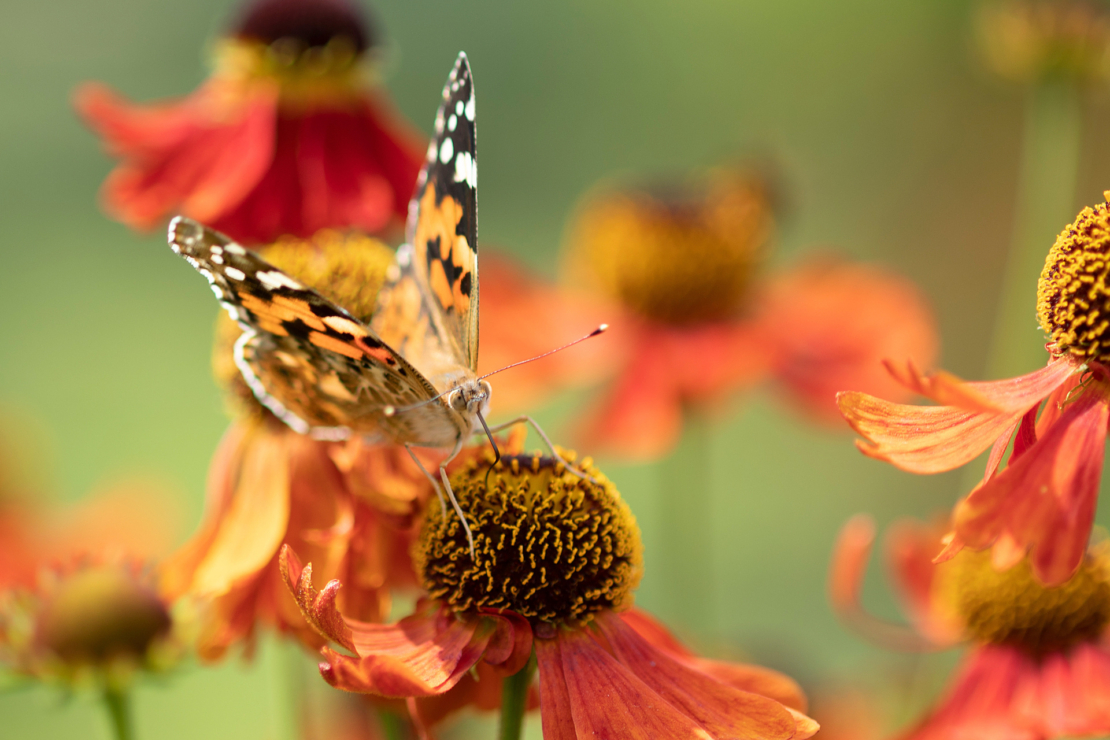 Distelfalter auf orangefarbenen Sonnenbrautblüten. Foto: AdobeStock_Christian Cramer