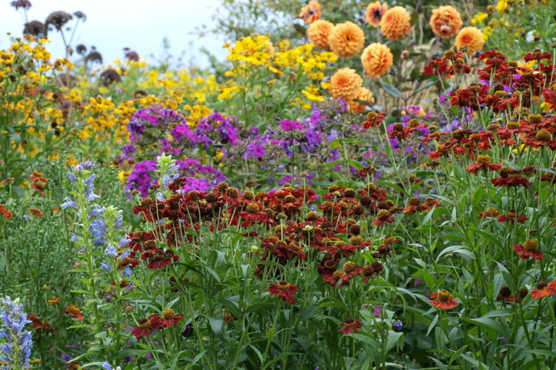 Buntes Staudenbeet mit Sonnenbräuten, Dahlien und Phlox. Foto: AdobeStock_Doris Gräf