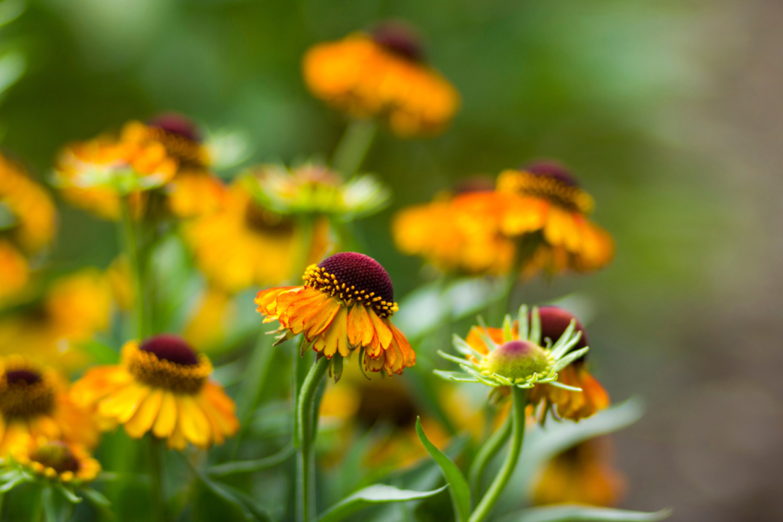 Sonnenbrautblüten in dunklem Gelb. Foto: AdobeStock_Mira Drozdowski