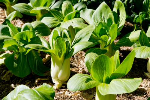 Pak Choi