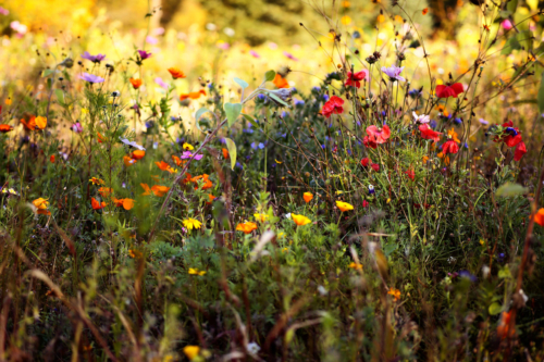 Bunte Wildblumenwiese im Sommer bei warmem Sonnenlicht. Foto: AdobeStock_Susann Bausbach