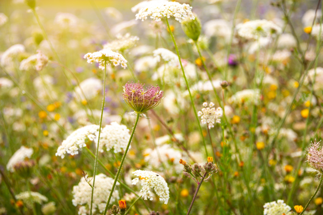 Blumenwiese anlegen: Wildblumen auf einer Wiese. Prominent im Bild sind weiße Doldenblüten der Schafgarbe zu sehen. Foto: AdobeStock_Maresol