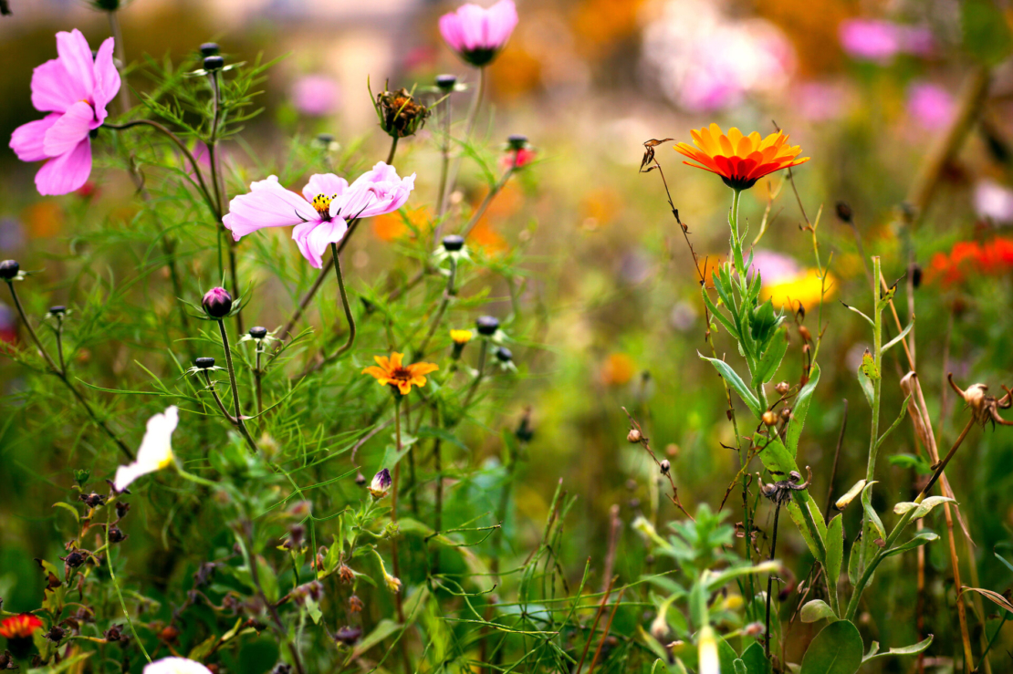 Blumenwiese anlegen. Foto: AdobeStock_Susann Bausbach