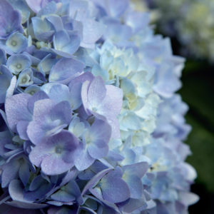 Hortensie ydrangea serrata