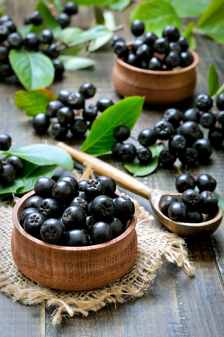 Gesammelte Aroniabeeren in Schalen. Foto: AdobeStock_nadin333