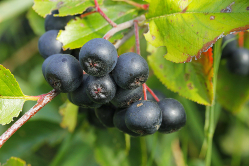 Schwarze Beeren der Aronia am Strauch. Foto: © GartenFlora/Sabine Rübensaat