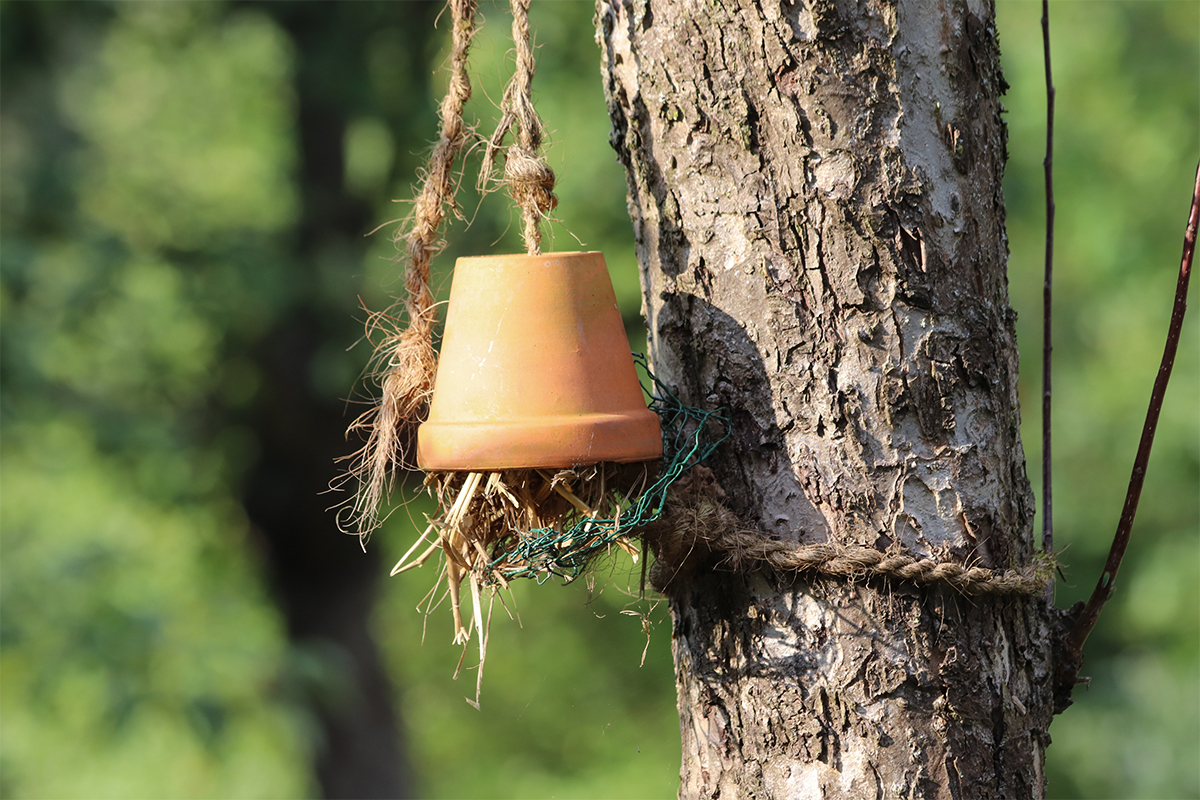 Winterquartiere für Tiere werden gut genutzt, wenn sie nicht wie dieser Ohrenwurmtopf am Baum hängen [Foto: AdobeStock_Christine Kuchem]