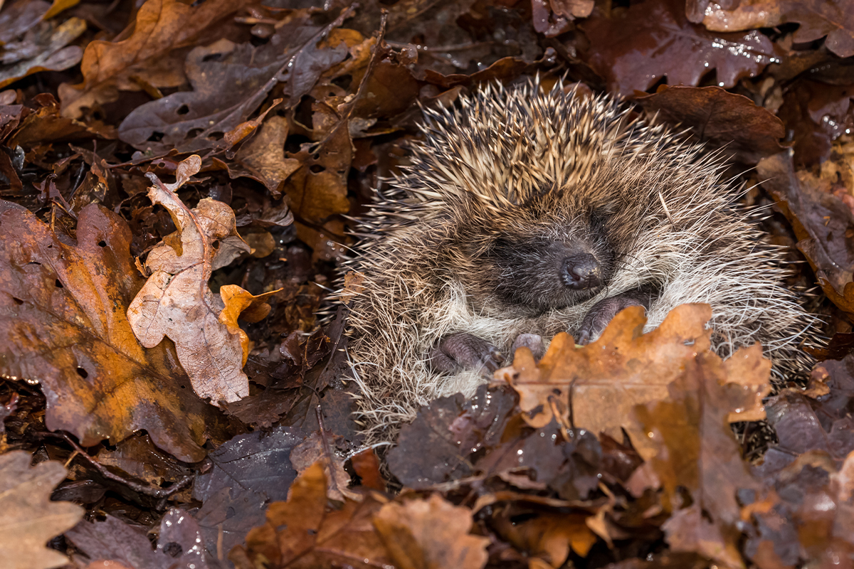 Hier kuschelt sich ein Igel in einen Laubhaufen. [Foto: AdobeStock_Anne Coatesy]