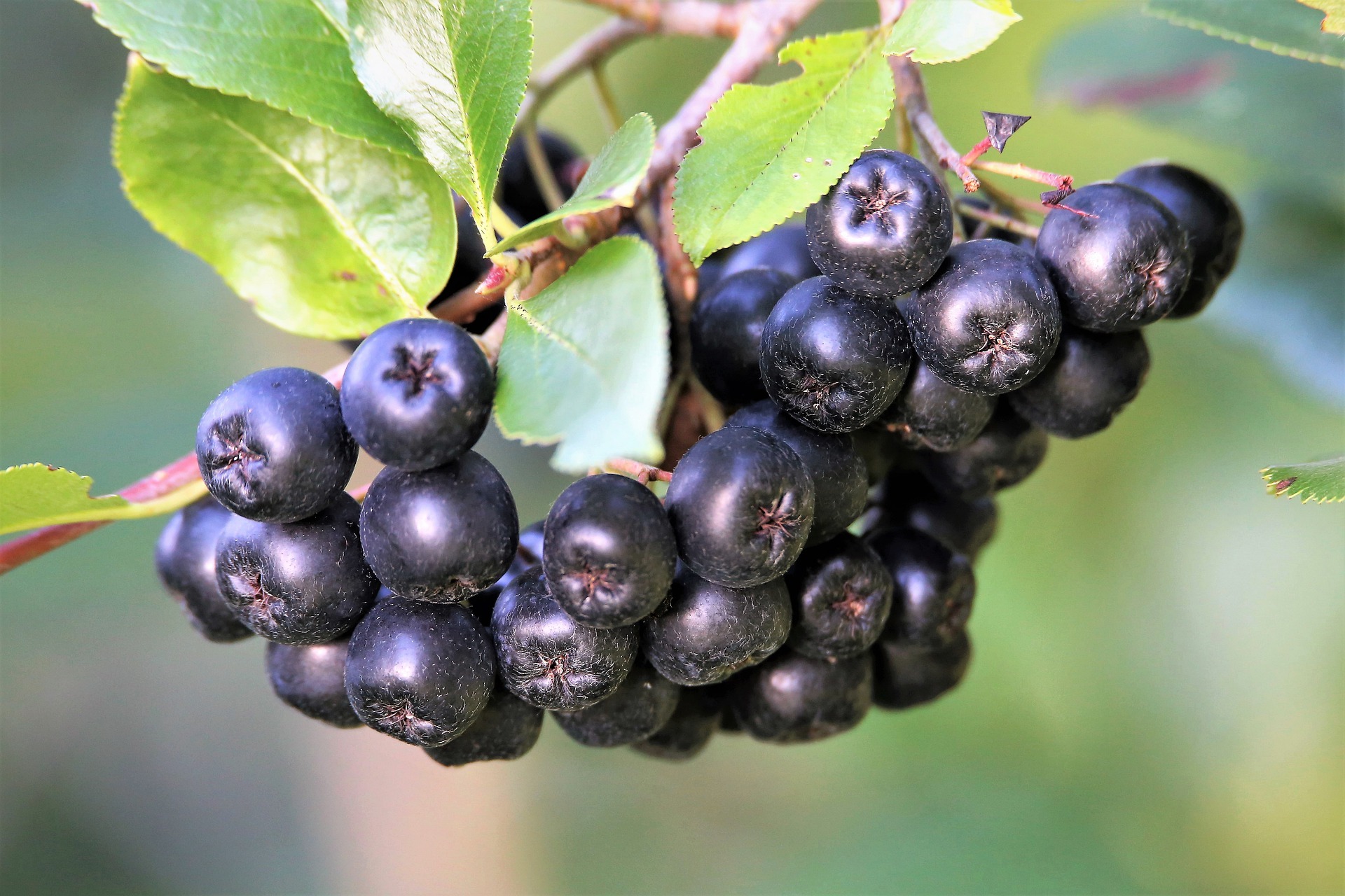 Aronia – gesundes Wildobst aus dem eigenen Garten | GartenFlora