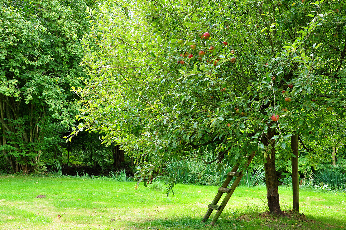 Ein Apfelbaum mit runder Krone, grünen Blättern und roten Äpfeln in einem Garten. Eine kleine Holzleiter lehnt an dem Baum, um das Pflücken der Äpfel zu erleichtern. Im Hintergrund sind weitere Bäume und eine grüne Wiese zu sehen.