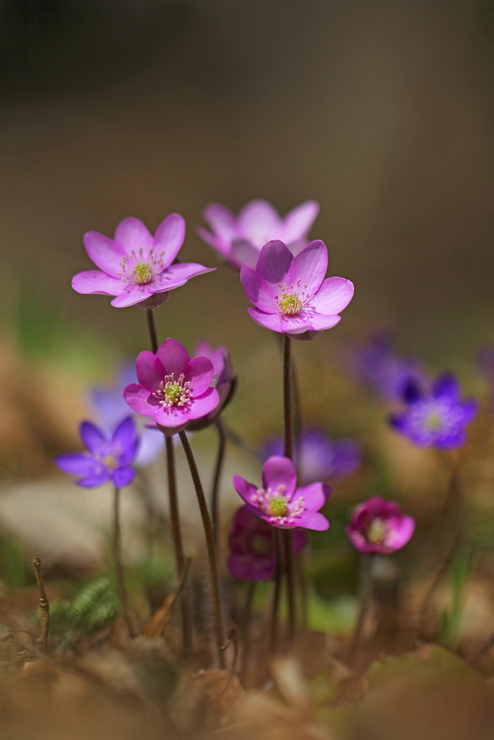 Pinke Leberblümchen. Foto: AdobeStock_butterfly-photos.org