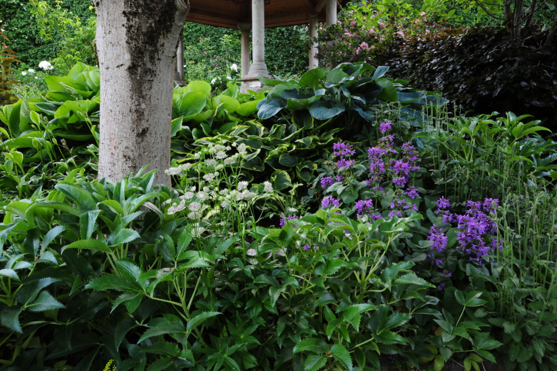 Stamm unterpflanzt mit Hosta und Sterndolde