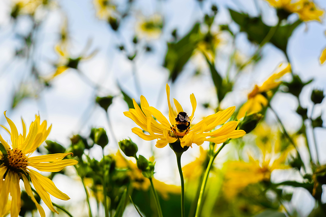 Gelbe Blüten des Topinambur. Foto: AdobeStock_Olga
