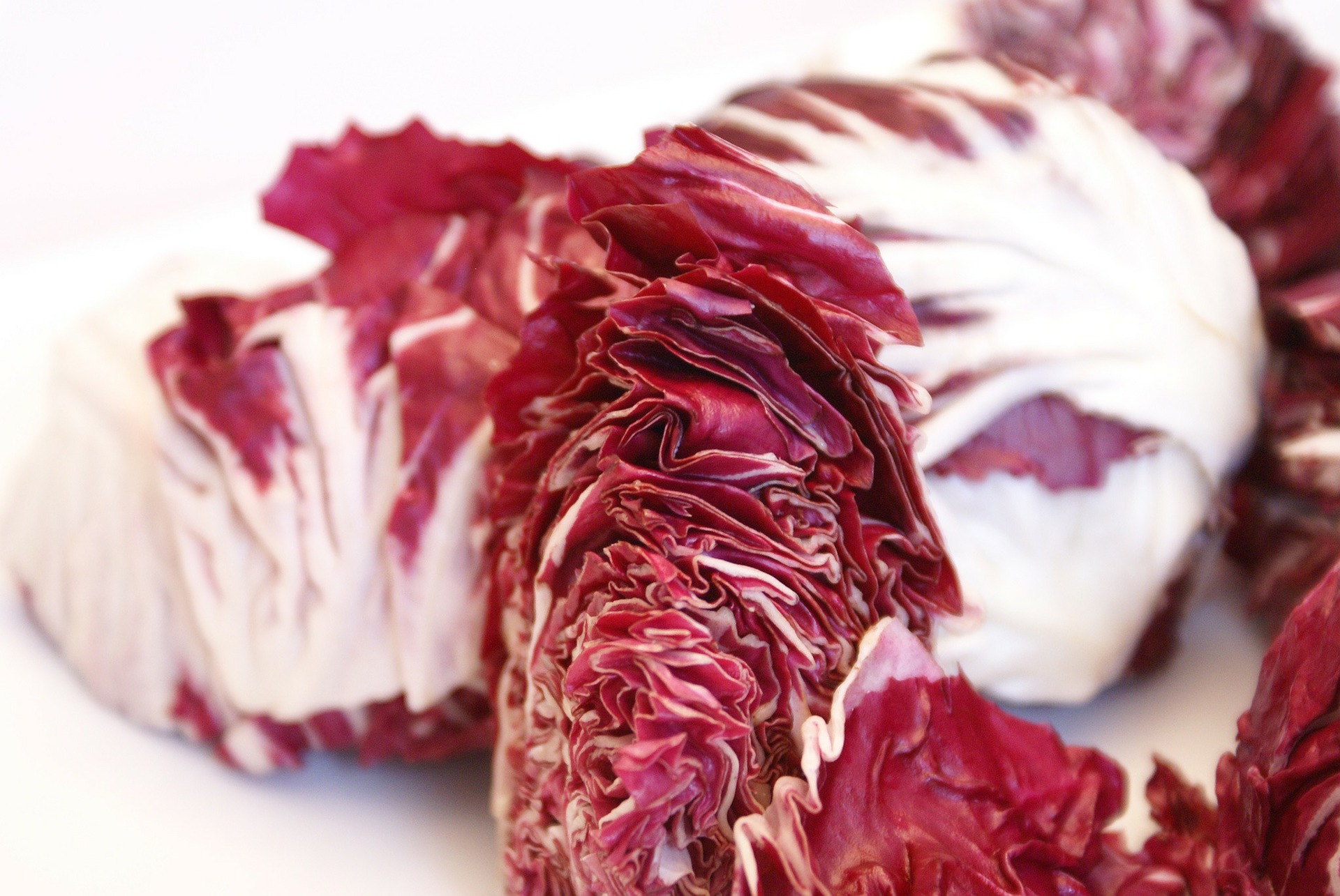 Radicchio &amp; Co. – Blattzichorien | GartenFlora