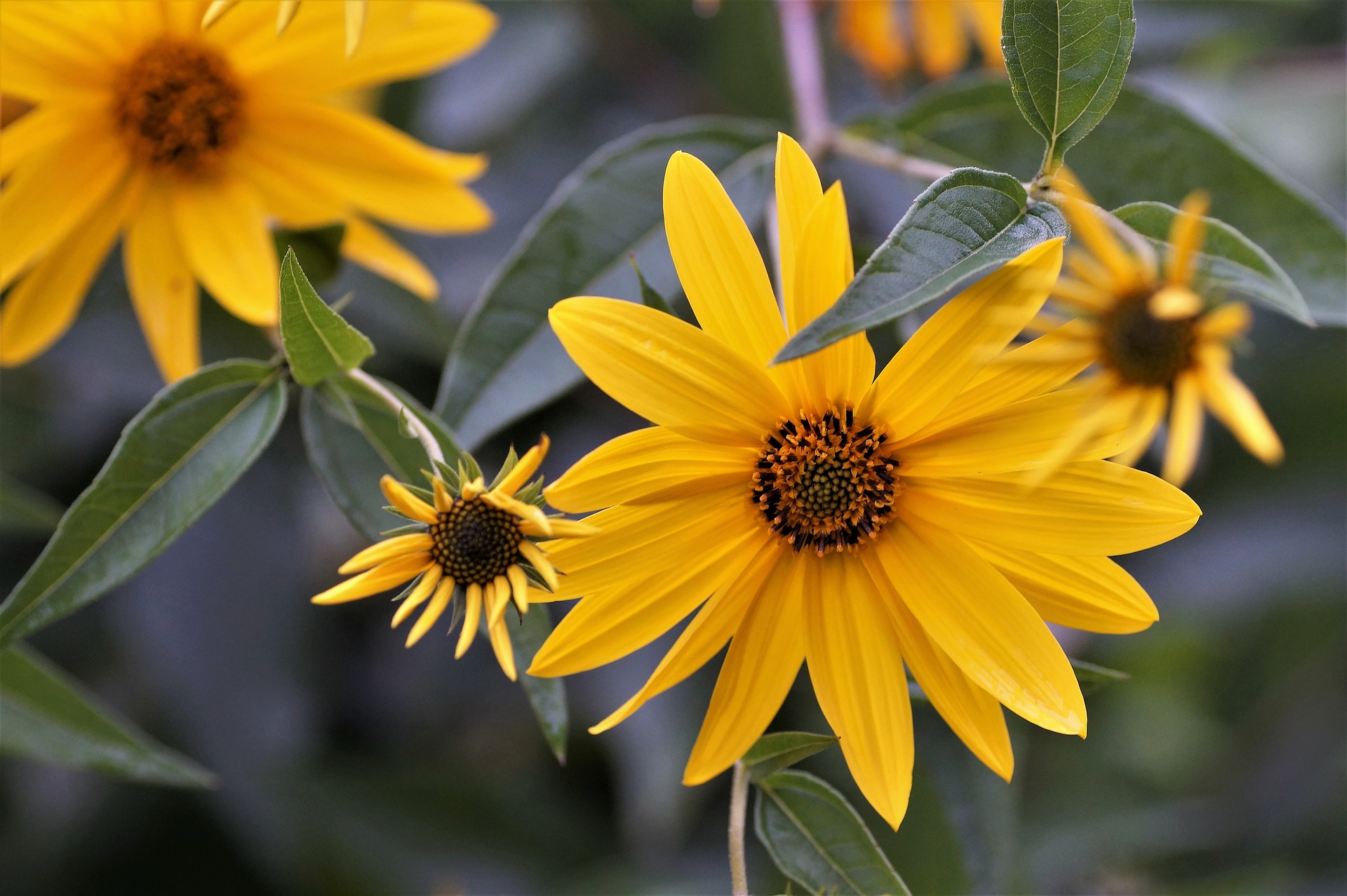 Topinambur – Wurzelgemüse frisch auf den Tisch | GartenFlora