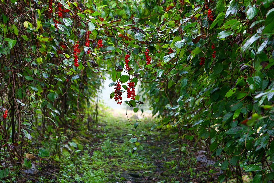 Wildobst: Ein mit Schisandra bewachsener Tunnel. Foto: AdobeStock_Jay