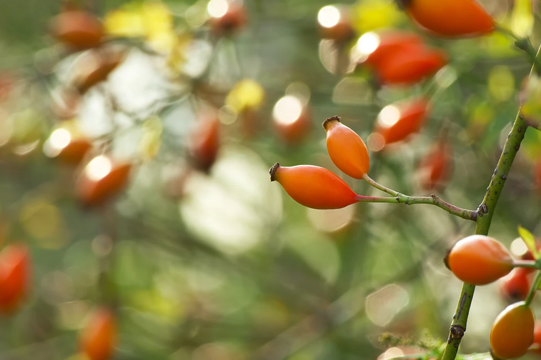 Wildobst: Orangefarbene Hagebutten an einem Rosenstrauch. Foto: AdobeStock_in_colors