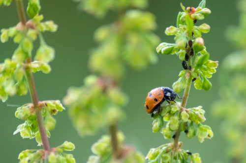 Marienkäfer an Pflanze. Foto: AdobeStock_sunakri