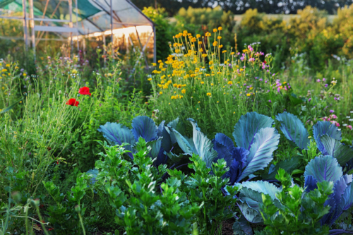 Buntes Gemüsebeet. Foto: AdobeStock_Ingo Bartussek