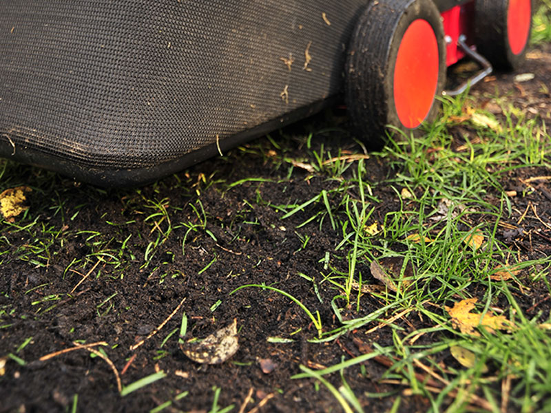 Rasen vertikutieren GartenFlora