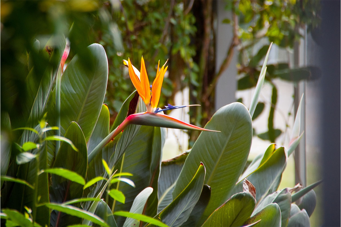 Wintergarten Foto: AdobeStock_Still & Motion