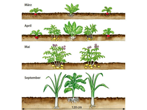 Fruchtfolge - inerhalb eines Gartenjahrs