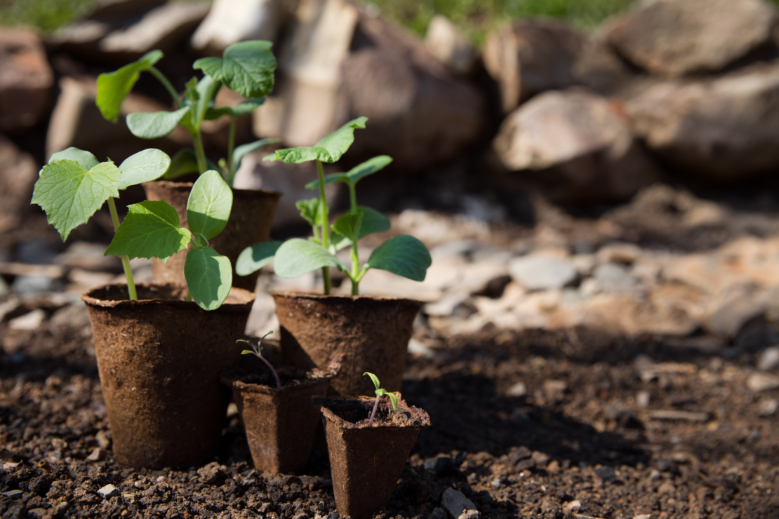 Gurken vorziehen und ins Freiland setzen [Foto: AdobeStock_indrova]