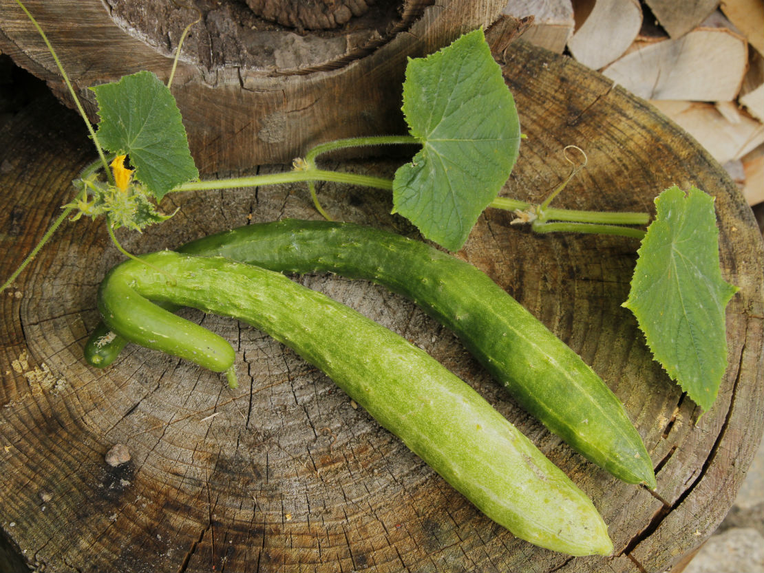 Gurkenpflanzen Vorziehen Tipps Und Tricks Gartenflora