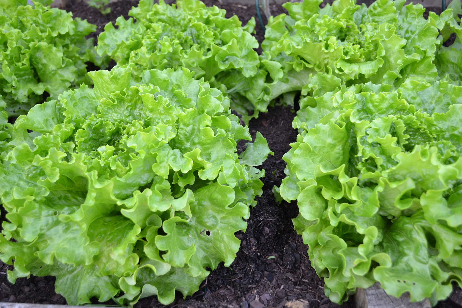 Salat ernten und säen – rund ums Jahr | GartenFlora