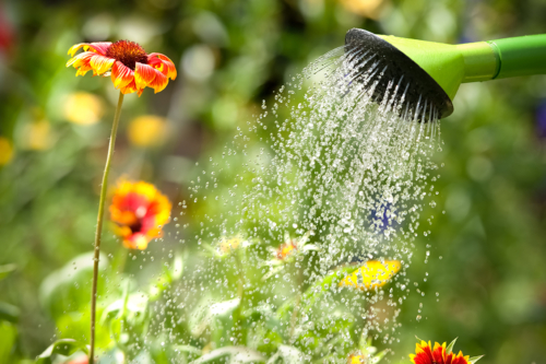 Pflanzen gießen Foto: AdobeStock_Alexander Raths