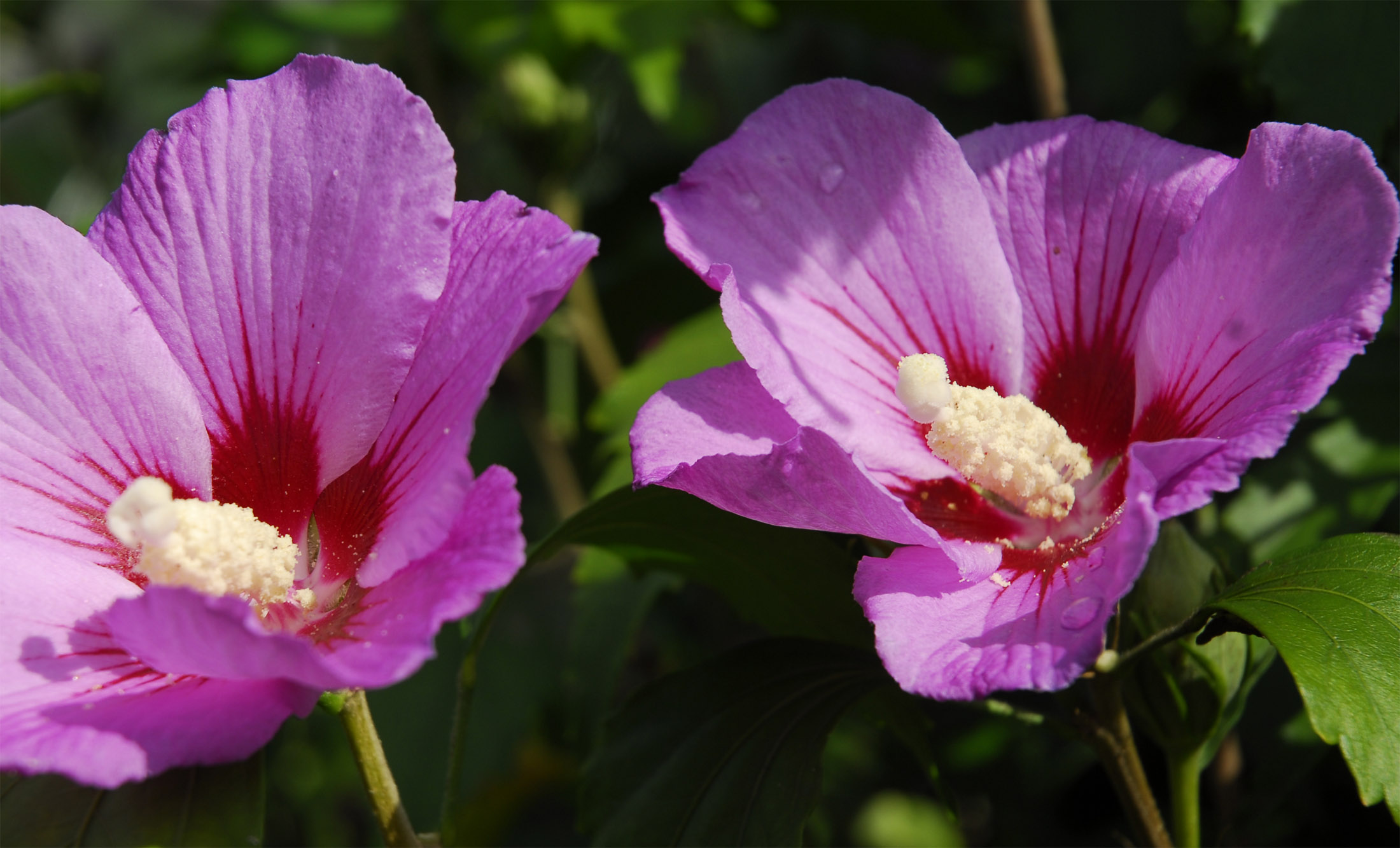 Gartenhibiskus So pflanzen und pflegen Sie den Eibisch GartenFlora