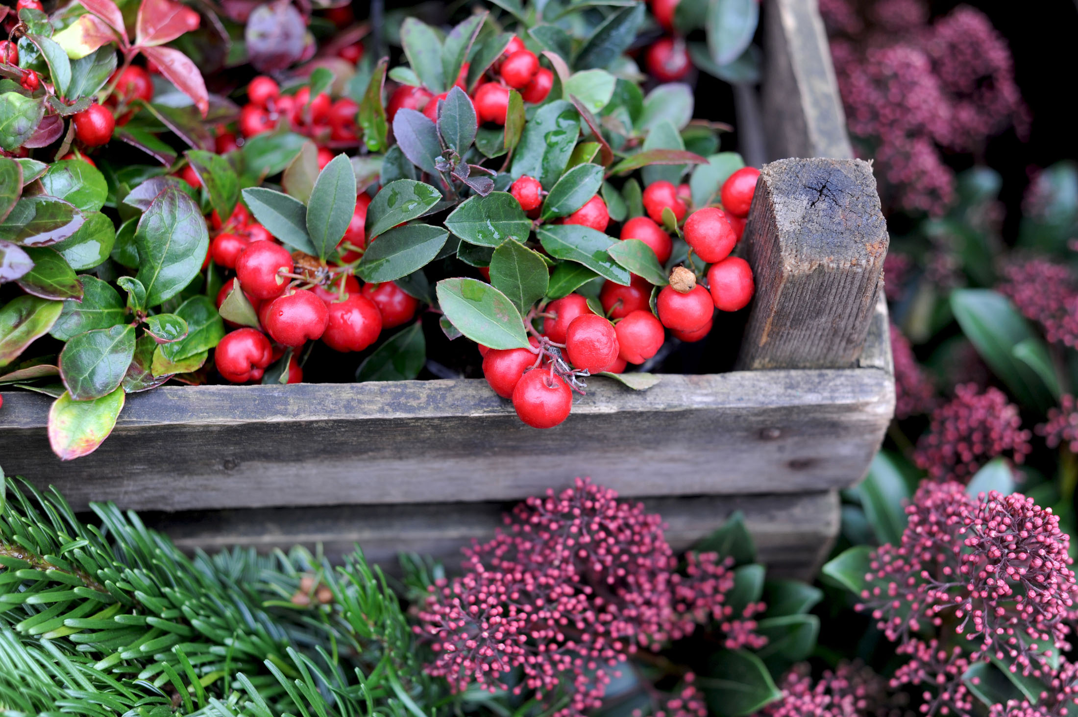 Herbstpflanzen für den Balkon So wird es nochmal bunt GartenFlora