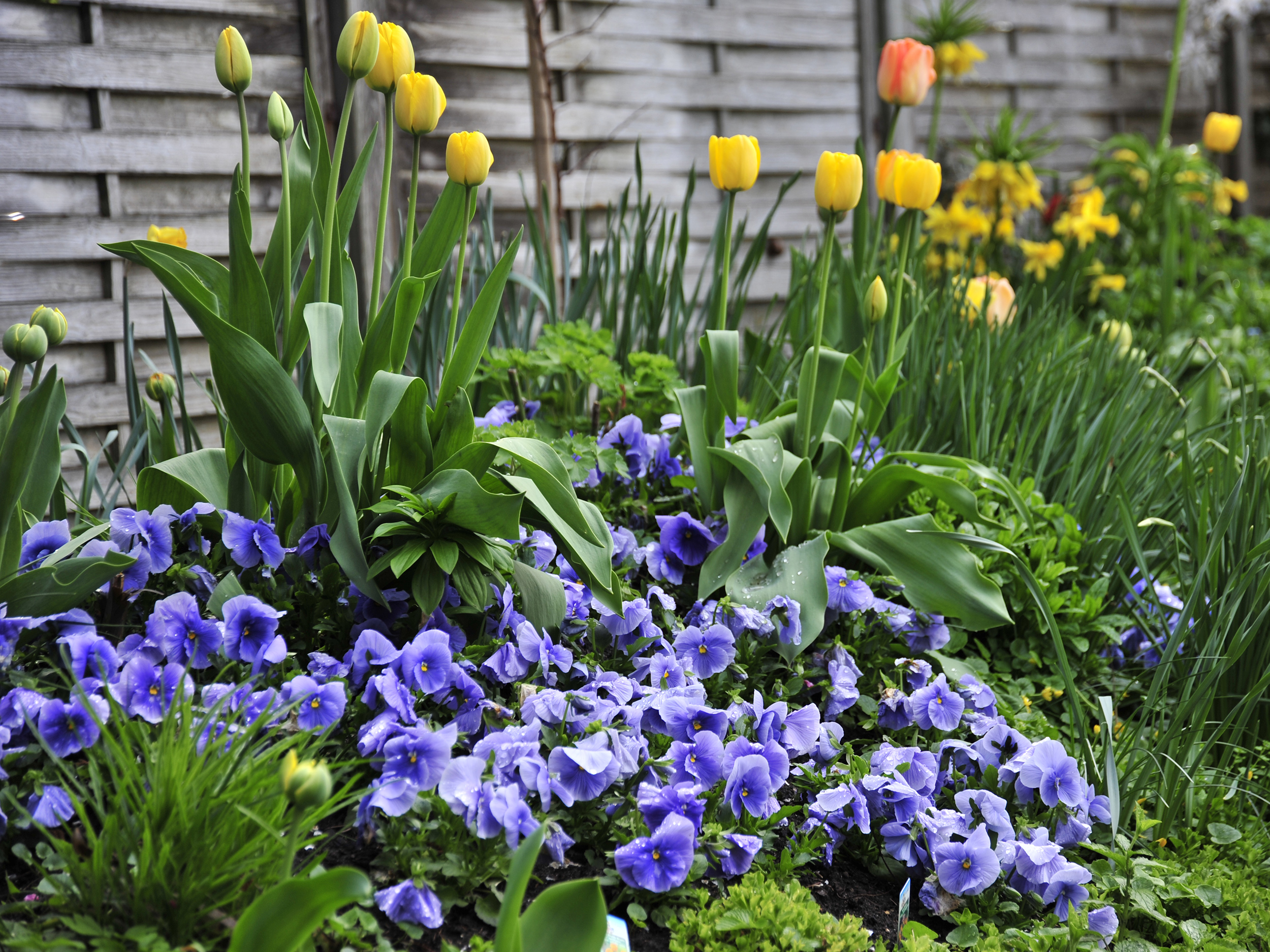 43+ neu Bilder Garten Im März Gartenarbeit Im Marz Tipps Was Jetzt Im