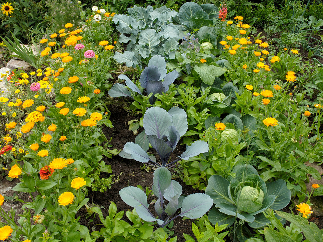 Die Fruchtfolge im Gemüsegarten