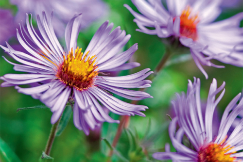Aster laevis im Präriegarten